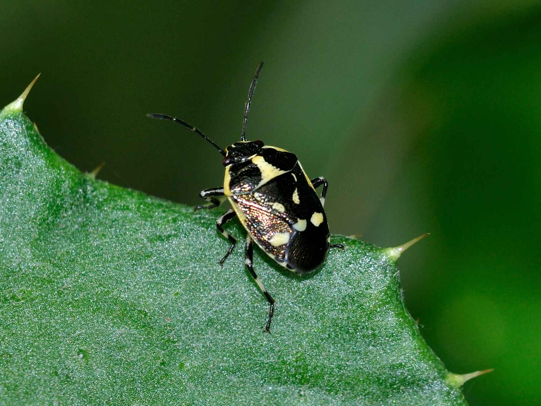 Pentatomidae: Eurydema oleracea del Lazio (RM)